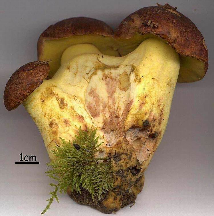 Boletus pseudoregius